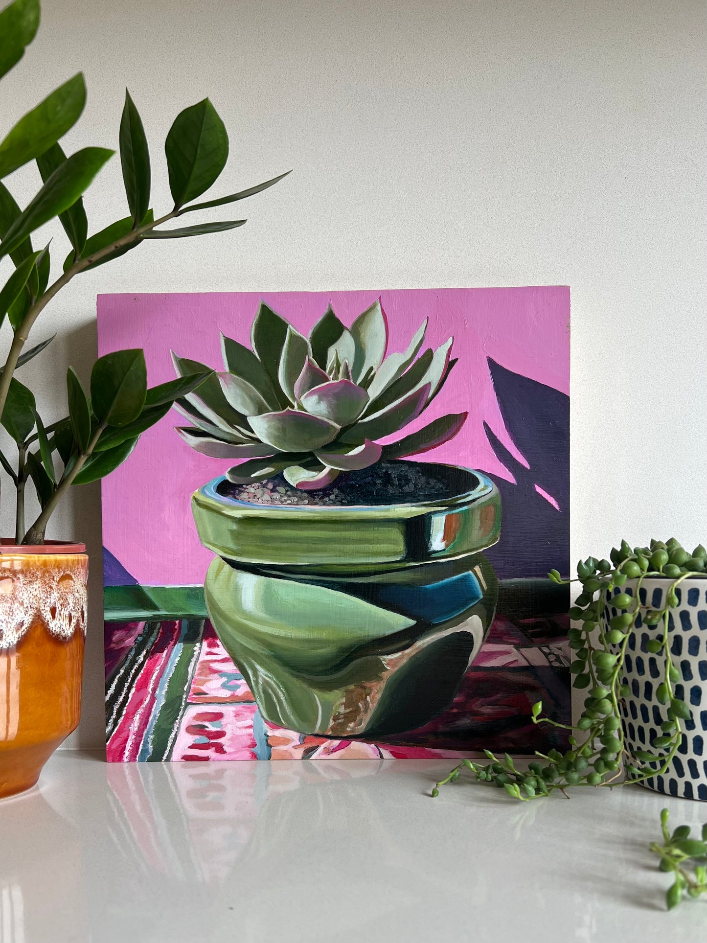 Echeveria in glazed pot