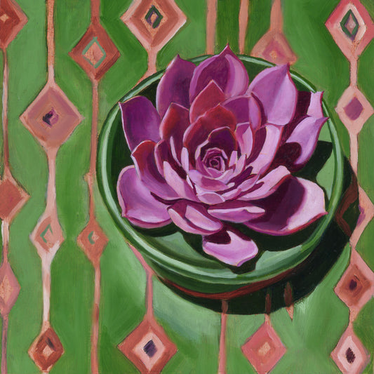 Pink echeveria