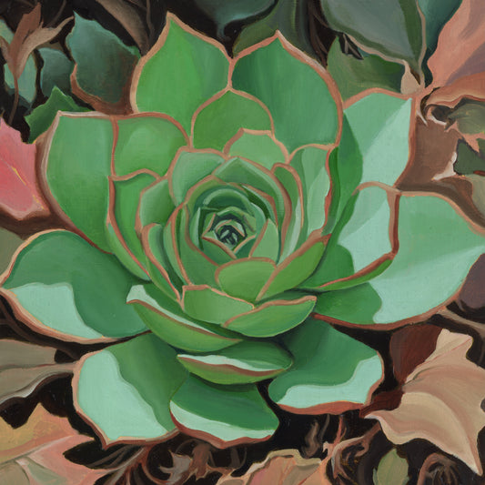Echeveria #3