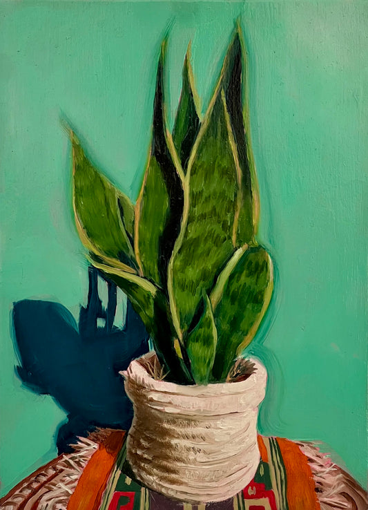 Snake plant